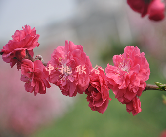 红恋串