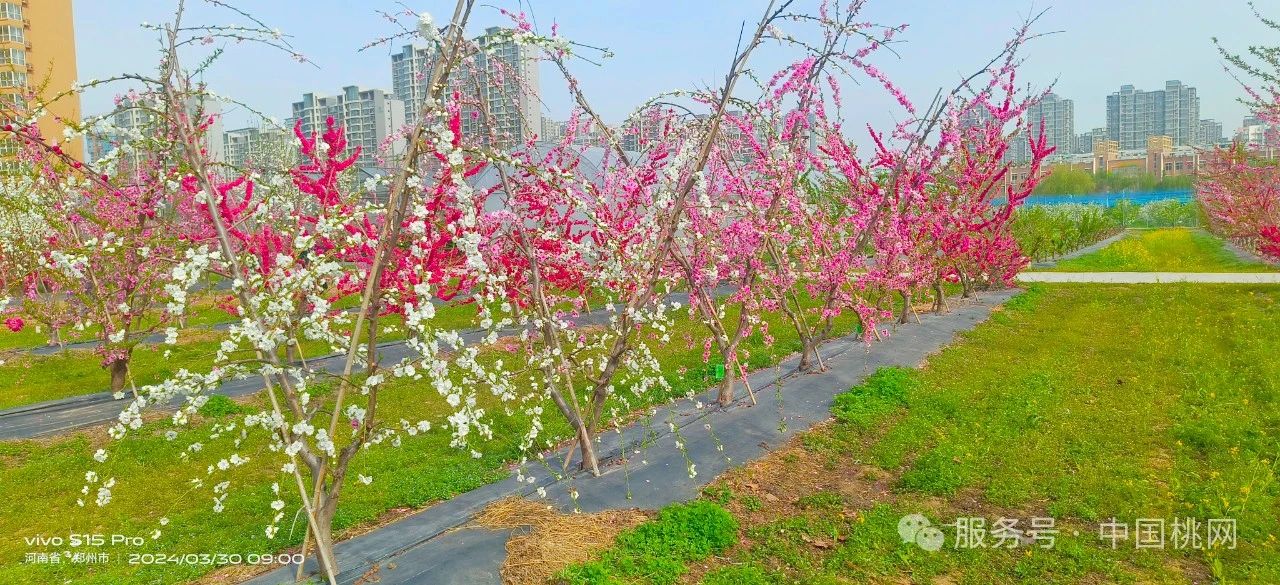 祝贺！桃资源与育种团队观赏桃花研究成果获河南省科技进步一等奖